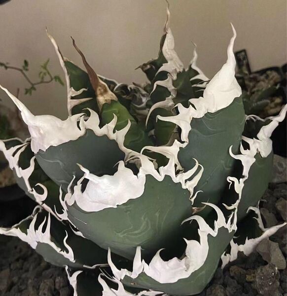 HZ206 多肉植物 アガベ チタノタ 悪魔くん BAKEMONO 子株