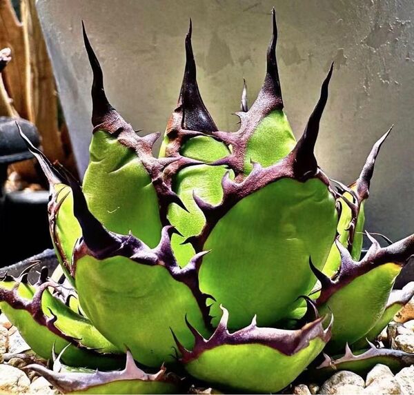 HL-199 多肉植物 アガベ チタノタ ハデス 狂刺子株