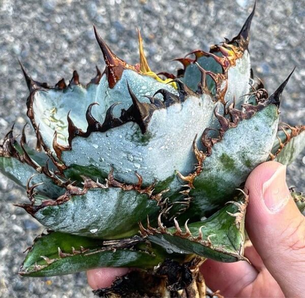 HL-158 多肉植物 アガベ チタノタAgave titanota ‘野火’