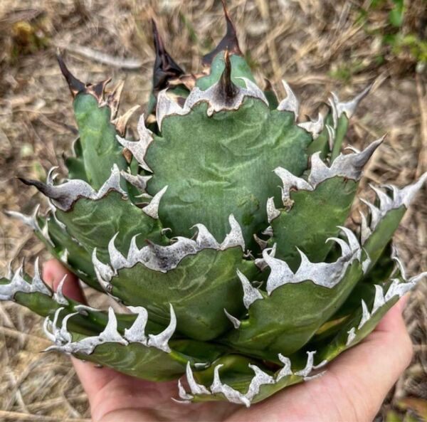 HZ296 多肉植物 アガベ チタノタ ホホジロザメ 子株
