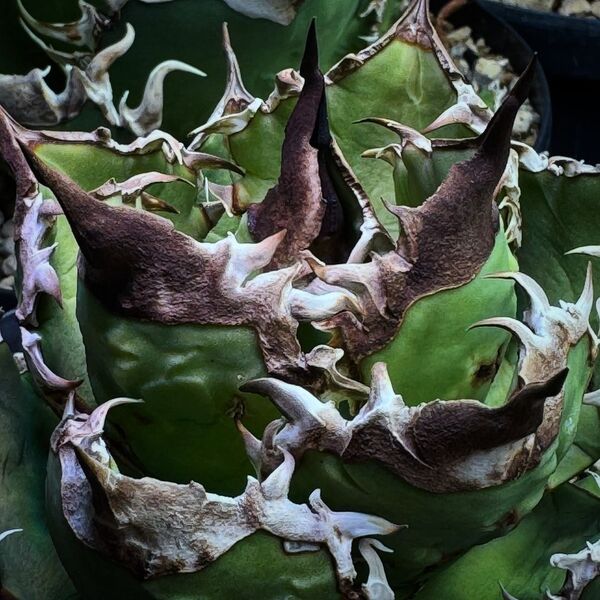 HZ283 多肉植物アガベ チタノタ 麒麟 子株