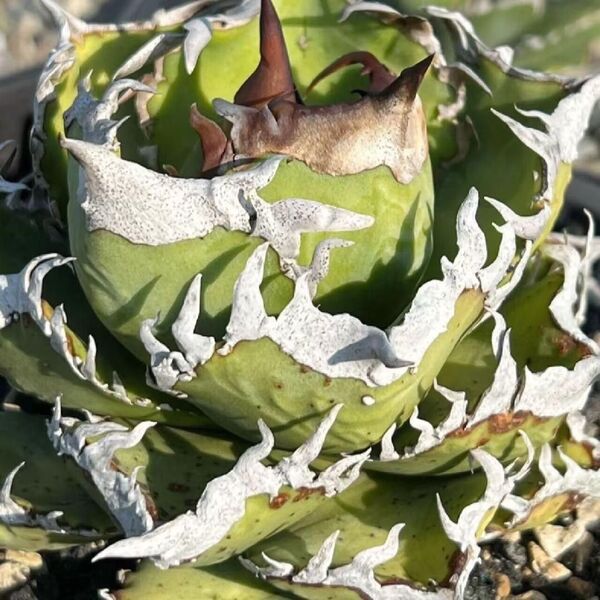 HL-156 多肉植物 アガベ チタノタ 蟹 子株