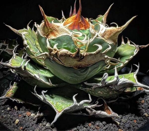 HZ275 多肉植物 アガベ チタノタ タランチュラ超レア種優良血統 子株