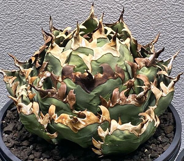 HZ224 多肉植物 アガベ チタノタ巨獣 ' Giant Beast '強棘 仔株