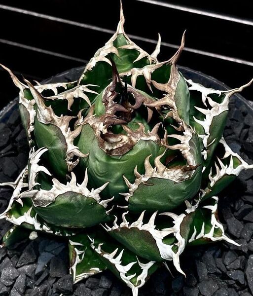 HZ255 多肉植物 アガベ チタノタ台湾 魔丸 強棘 良型美株