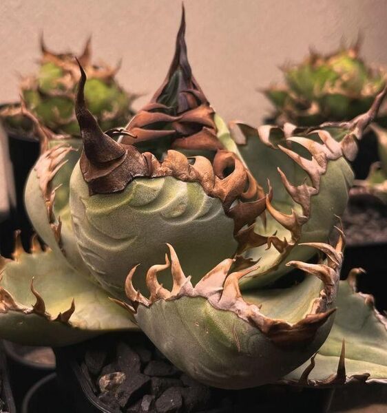 HZ222 多肉植物アガベ チタノタ 羽毛 子株