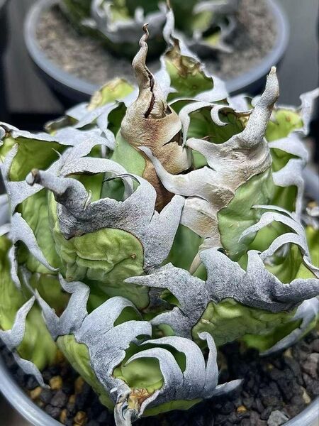HZ289 多肉植物アガベ チタノタ 台湾 稀少 強棘 仔株