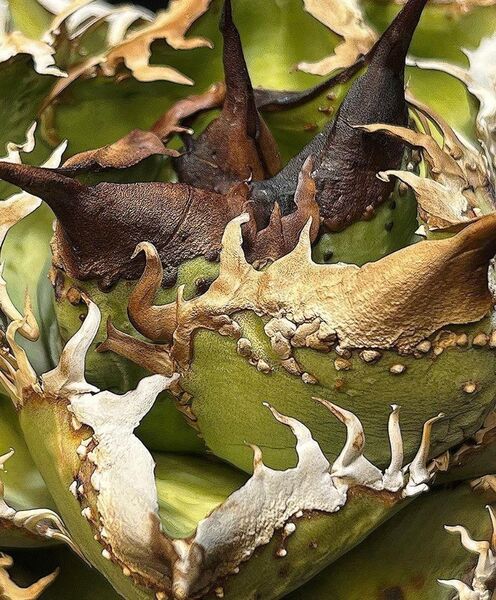 HZ219 多肉植物 アガベ チタノタ Agave titanota ‘煉獄’