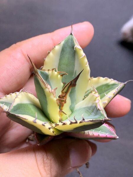 HZ1 多肉植物 アガベ チタノタ スナグルトゥース 2年実生株