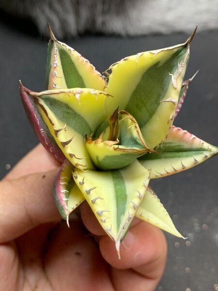HZ7 多肉植物 アガベ チタノタ スナグルトゥース 2年実生株