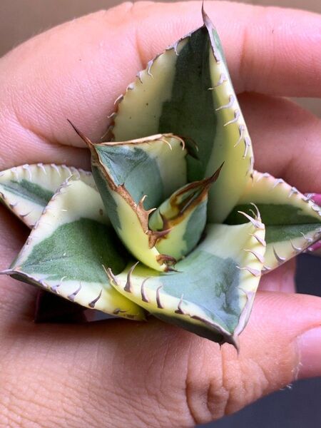 HZ9 多肉植物 アガベ チタノタ スナグルトゥース 2年実生株