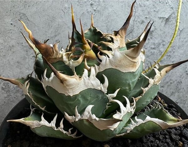 HZ263 多肉植物 アガベ チタノタ 毒液 台湾 強棘