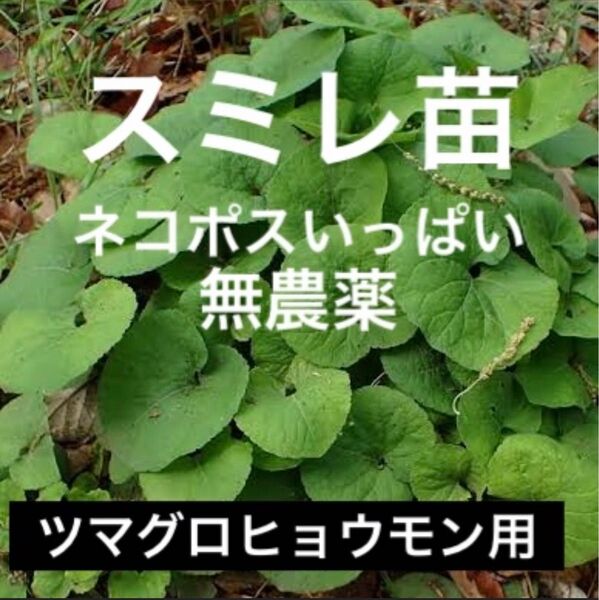 スミレ苗 ネコポスいっぱい ツマグロヒョウモン 幼虫用