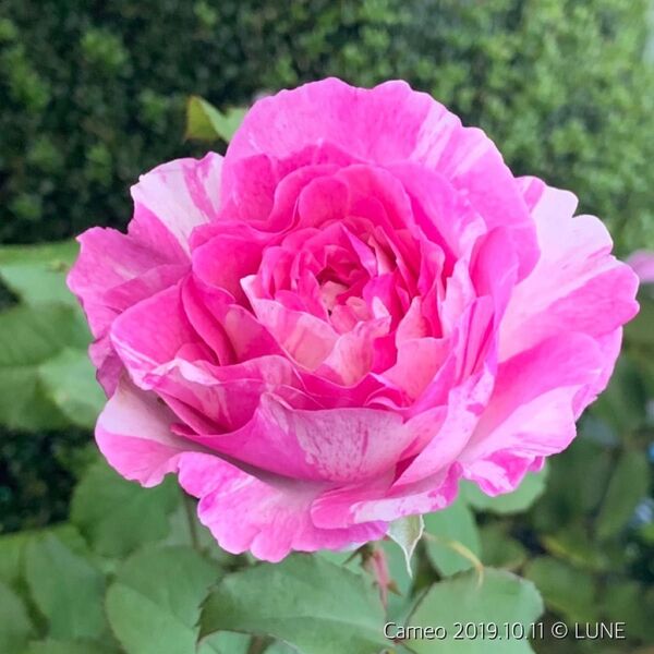 薔薇の妖精挿苗