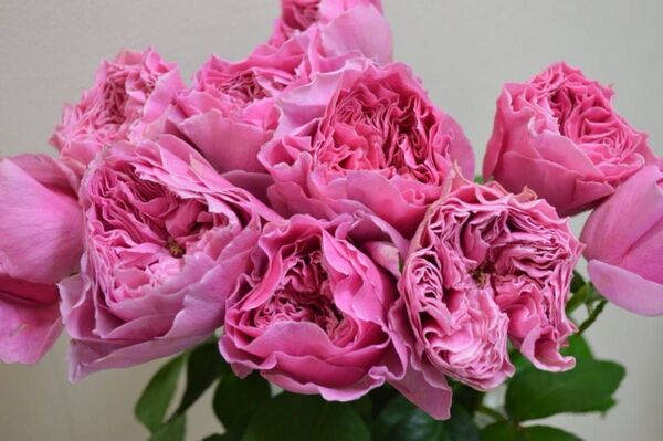 和薔薇苗つぼみ付き