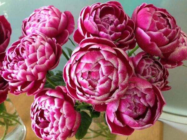レア薔薇挿苗