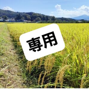 【お試しサイズ】おいしいお米を愛媛から R6年産 農家のお米 にこまる 白米1.5kg ご注文後に精米します 農家直送 健康志向