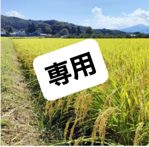 【お試しサイズ】おいしいお米を愛媛から R6年産 農家のお米 にこまる 玄米1.5kg+α 農家直送 健康志向 玄米で発送します