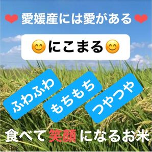 【お試しサイズ】おいしいお米を愛媛から R6年産 農家のお米 にこまる 白米1.5kg ご注文後に精米します 農家直送 健康志向