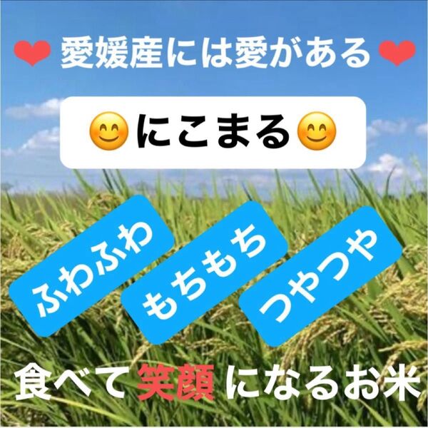 【お試しサイズ】おいしいお米を愛媛から R6年産 農家のお米 にこまる 白米1.5kg+α 数量限定増量中 農家直送 健康志向