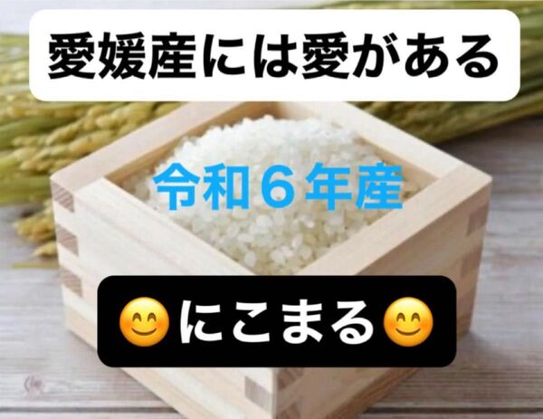 【残りわずか】おいしいお米を愛媛から お試しサイズ 期間限定増量 R6年産 にこまる 白米1.5kg+α 農家のお米