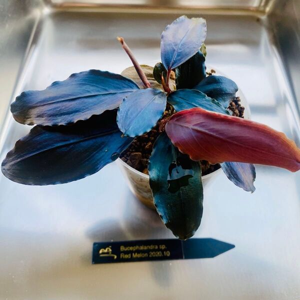 Bucephalandra sp.Red melon レッドメロン JB