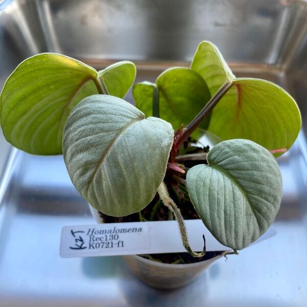 Homalomena ホマロメナ 月輪 KZT