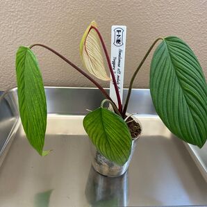 Homalomena ホマロメナT-290424 タグ付き