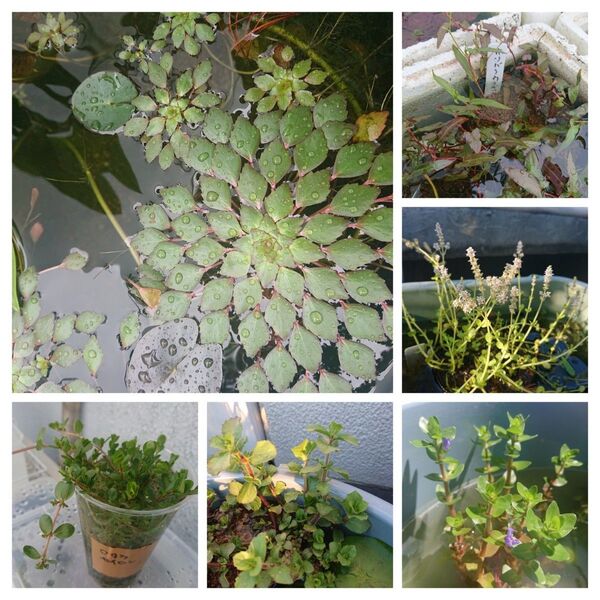 水草セットウォーターダイヤやロタラなど6種
