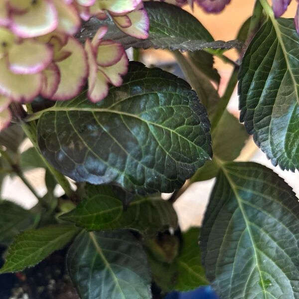 紫陽花 アジサイ開花中 黒葉