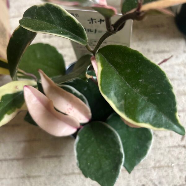 ホヤカルノーサの苗