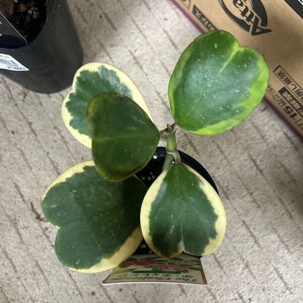 ホヤ カーリー バリエガータ 斑入り 観葉植物 ハートホヤやーそー 苗おまけ付きタイムセール中