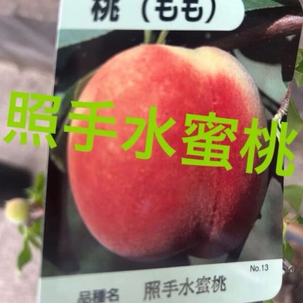 桃の苗木 接木苗桃の苗木実付き 照手水蜜桃、白鳳セット