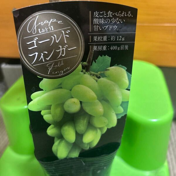 ぶどうの苗木 ゴールドファイガー 一点のみ6/21