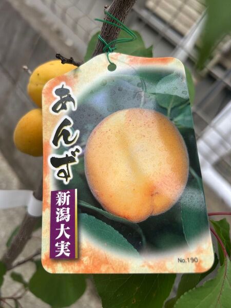 あんず 苗木 新潟大実 実付き