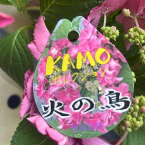 紫陽花 火の鳥 6/17
