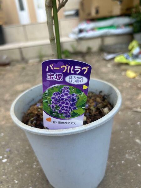 宝塚の苗木(大苗)40cm開花中7/20