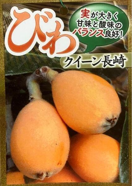 びわ苗木 A【クイーン長崎】
