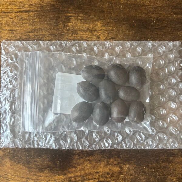 ハス ヌキフィラ 蓮 種子 10粒 Nelumbo nucifiera