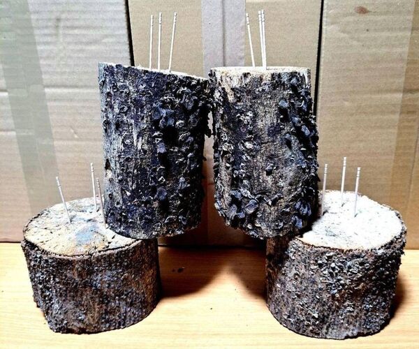 天然 エノキ クワガタ 産卵用 ニクウスバタケ カワラ 材 LL~L 4本セット!