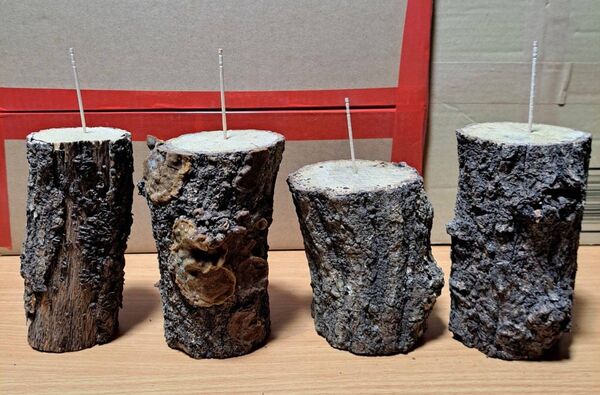 現物 天然 クヌギ (椚) ニクウスバタケ カワラ 産卵材 × 4本 セット! 天然カワラ材 柔め 産卵木