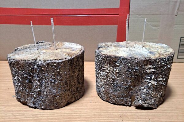 現物 天然 エノキ ( 榎 ) ニクウスバタケ カワラ 産卵材 2L × 2本!クワガタ用 天然カワラ材 産卵木