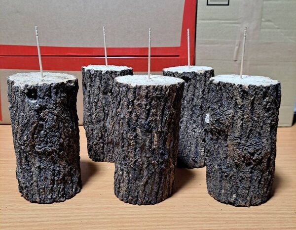 厳選 良質 クヌギ ( 椚 ) 軟材 14cmカット × 5本セット クワガタ 産卵材!