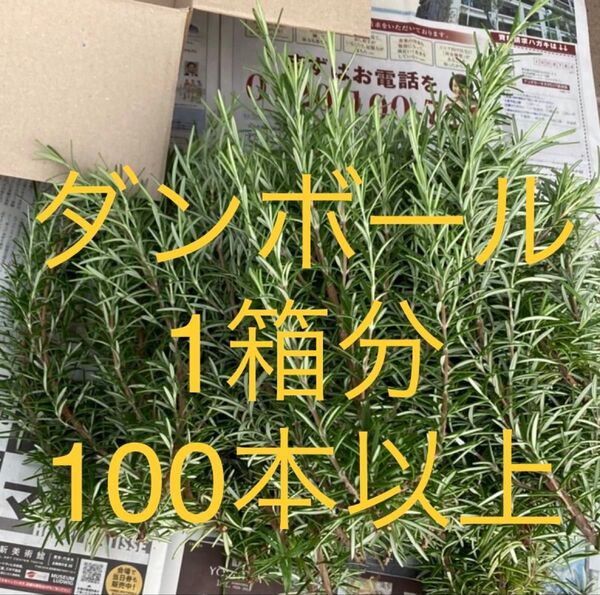 ローズマリー 切り枝