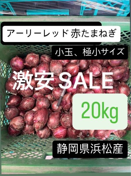 SALE 赤玉ねぎ アーリーレッド 小玉 小さめ 極小静岡県浜松産 20kg