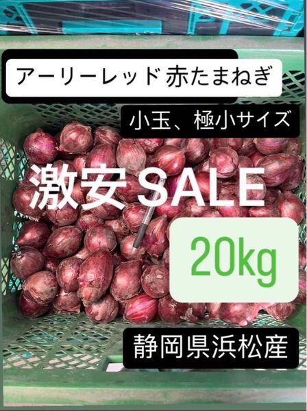 SALE 赤玉ねぎ アーリーレッド 小玉 小さめ 極小静岡県浜松産 20kg