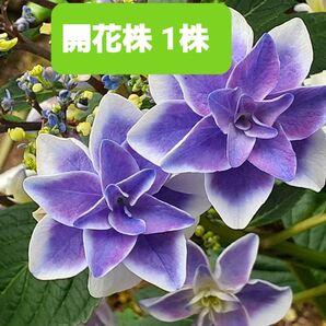 アジサイ 開花株 紫陽花 ガクアジサイ 八重咲き 抜き苗 苗 ネコポス発送