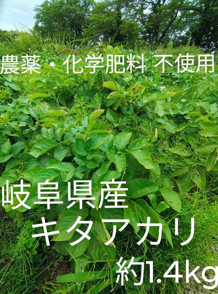 新 じゃがいも キタアカリ 農薬・化学肥料不使用 有機栽培 自然栽培