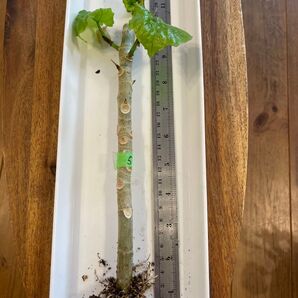 ⑤ウンベラータ 観葉植物 抜き苗⑤