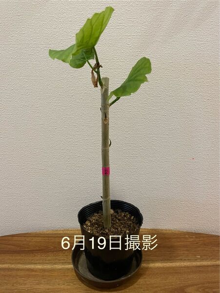 【6/22で終了】②ウンベラータ 観葉植物 抜き苗②